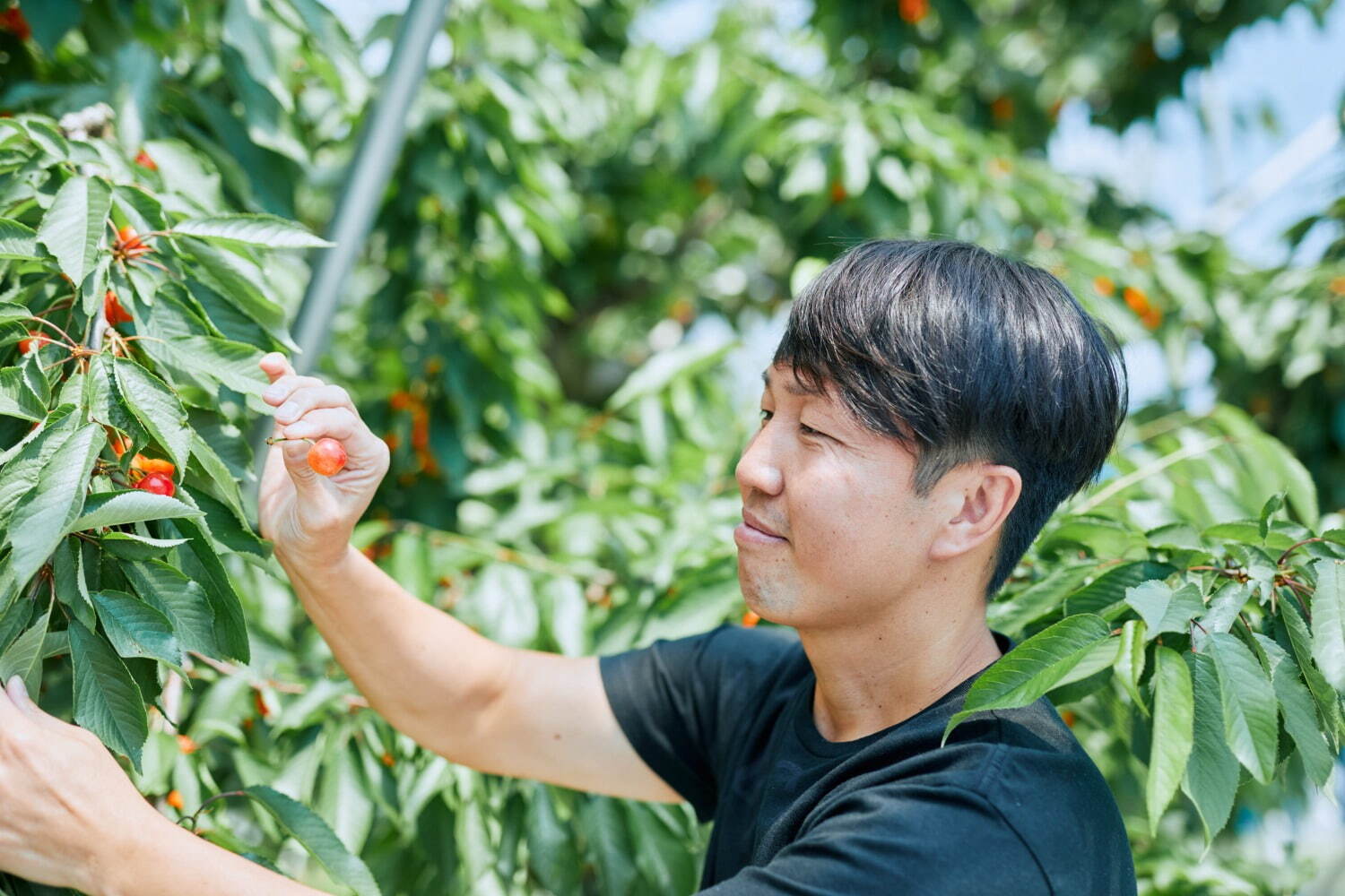 メゾンカカオ(MAISON CACAO) 佐藤錦｜写真8