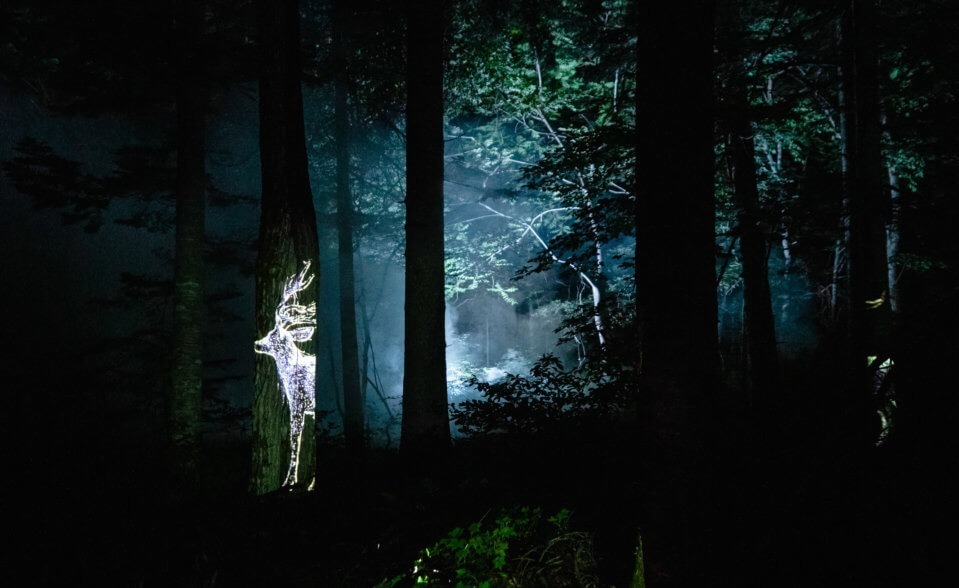 「阿寒湖の森ナイトウォーク カムイルミナ」北海道の大自然×デジタルアートを夜散歩、動物と巡る冒険物語｜写真20