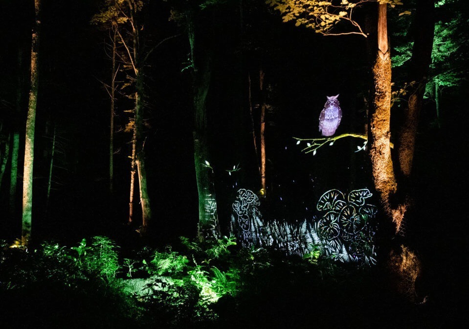 「阿寒湖の森ナイトウォーク カムイルミナ」北海道の大自然×デジタルアートを夜散歩、動物と巡る冒険物語｜写真19