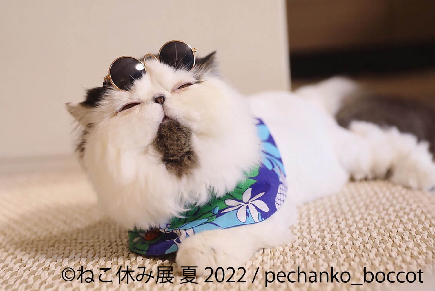 猫の合同写真展＆物販展「ねこ休み展 夏 2022」“ねこまみれ”癒しの猫の祭典が東京・浅草橋で｜写真4