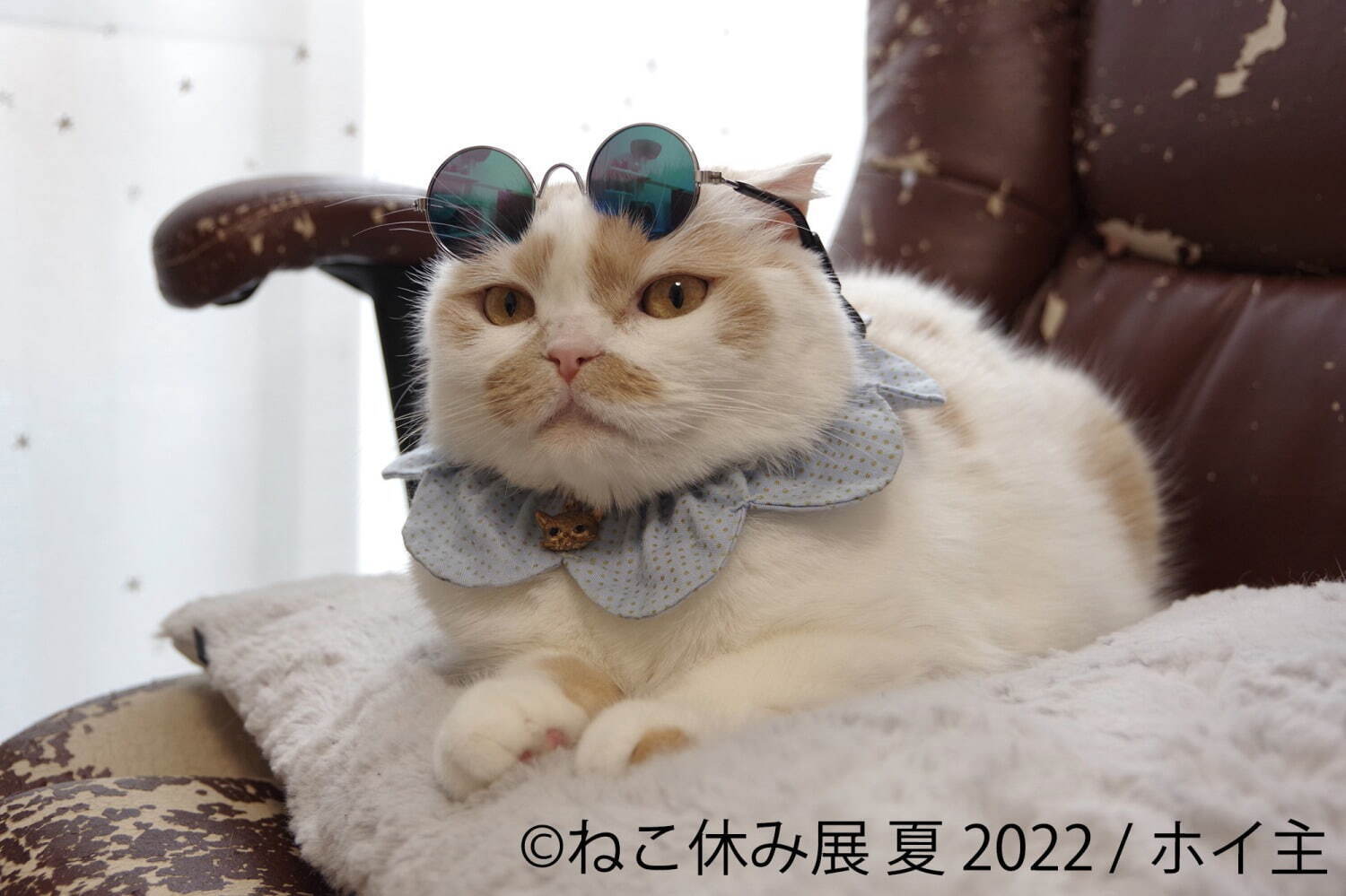 猫の合同写真展＆物販展「ねこ休み展 夏 2022」“ねこまみれ”癒しの猫の祭典が東京・浅草橋で｜写真9