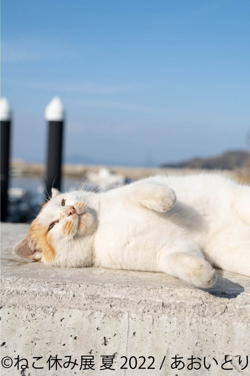 猫の合同写真展＆物販展「ねこ休み展 夏 2022」“ねこまみれ”癒しの猫の祭典が東京・浅草橋で｜写真8