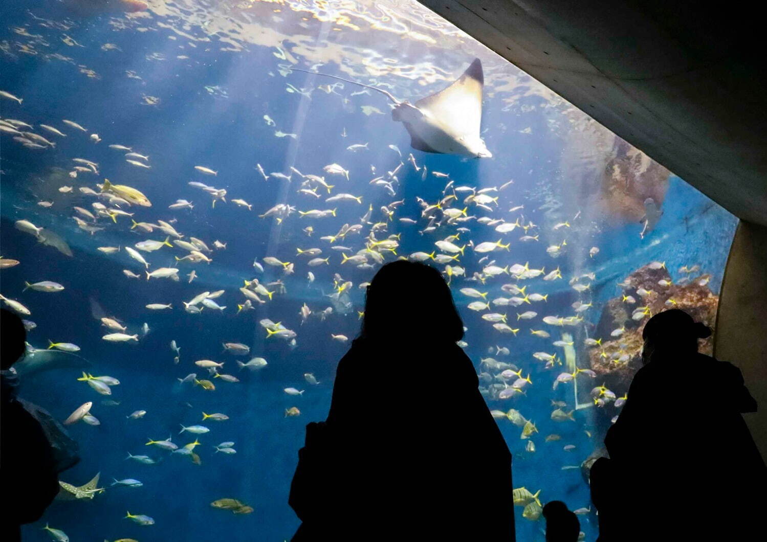 鴨川シーワールド「ナイトアドベンチャー」“夜の水族館”探検、水面で眠るシャチなど海の動物たち｜写真1