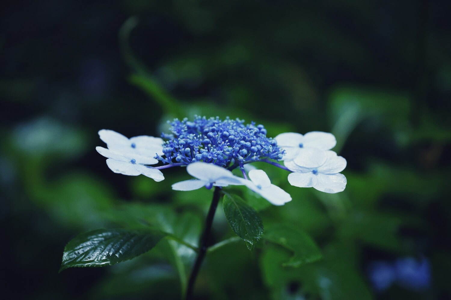 神戸布引ハーブ園「アジサイ」が見頃に、約1,500株の紫陽花が花咲く春のフラワーイベント｜写真15