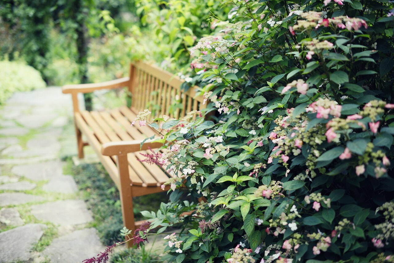 神戸布引ハーブ園「アジサイ」が見頃に、約1,500株の紫陽花が花咲く春のフラワーイベント｜写真11