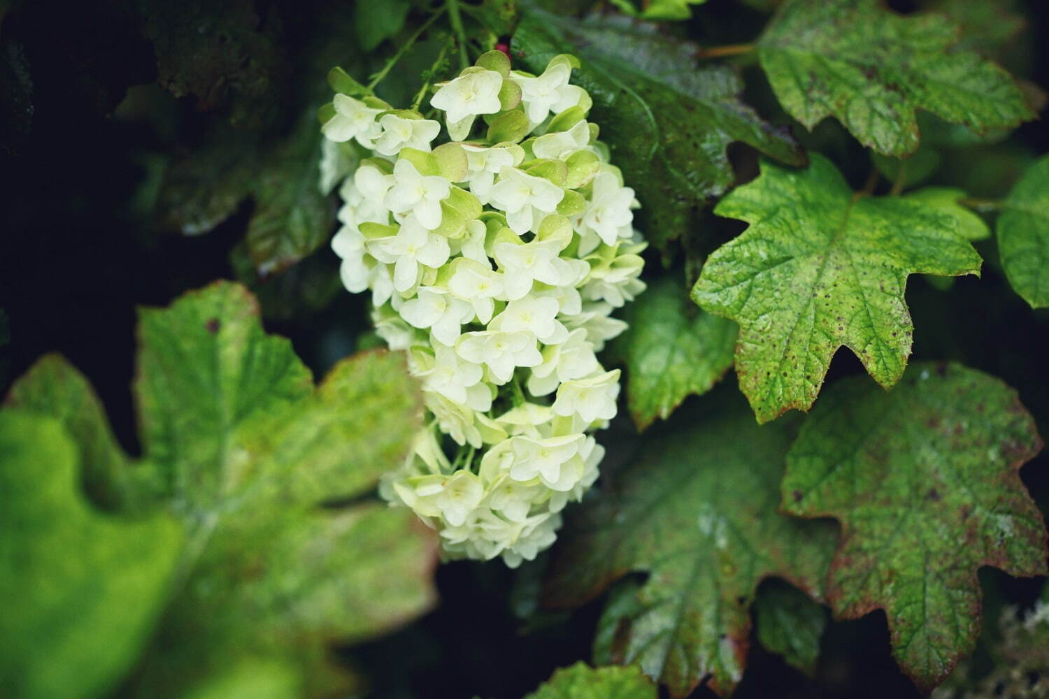 神戸布引ハーブ園「アジサイ」が見頃に、約1,500株の紫陽花が花咲く春のフラワーイベント｜写真6