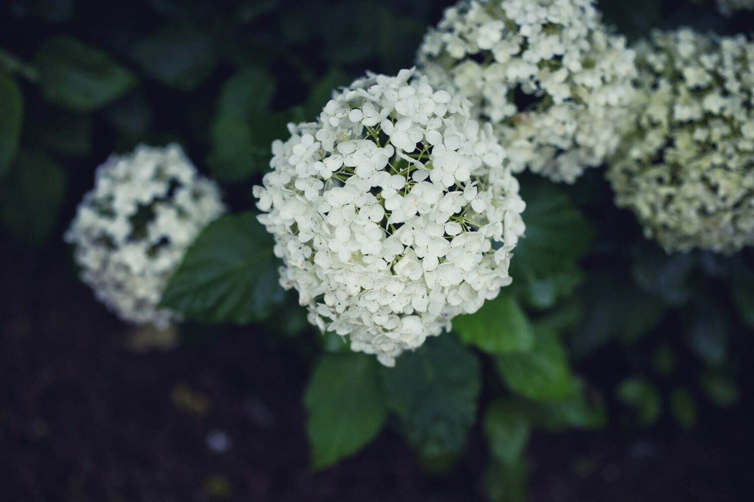 神戸布引ハーブ園「アジサイ」が見頃に、約1,500株の紫陽花が花咲く春のフラワーイベント｜写真5