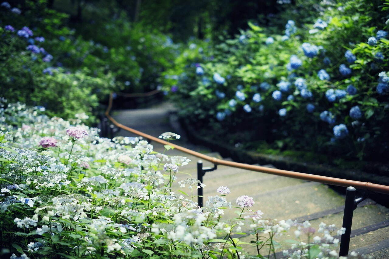 神戸布引ハーブ園「アジサイ」が見頃に、約1,500株の紫陽花が花咲く春のフラワーイベント｜写真3