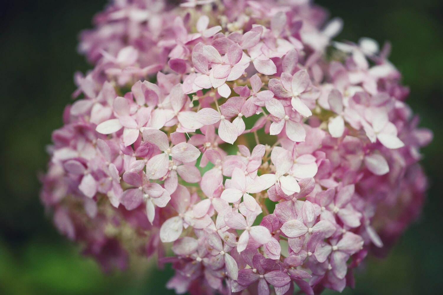 神戸布引ハーブ園「アジサイ」が見頃に、約1,500株の紫陽花が花咲く春のフラワーイベント｜写真7
