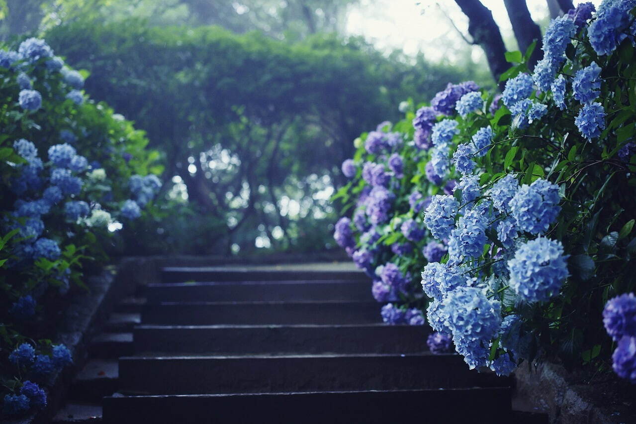 神戸布引ハーブ園 アジサイ が見頃に 約1 500株の紫陽花が花咲く春のフラワーイベント ファッションプレス