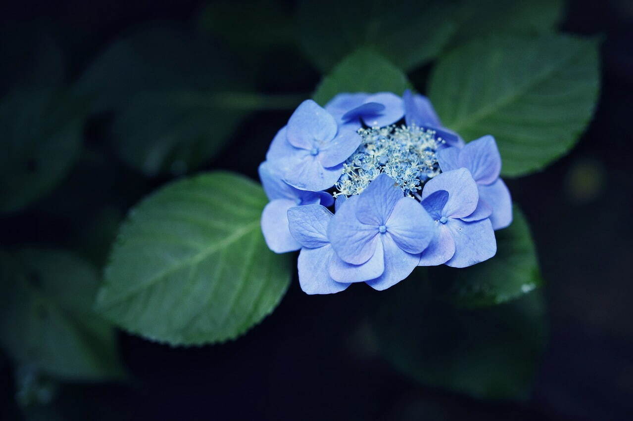 神戸布引ハーブ園「アジサイ」が見頃に、約1,500株の紫陽花が花咲く春のフラワーイベント｜写真16