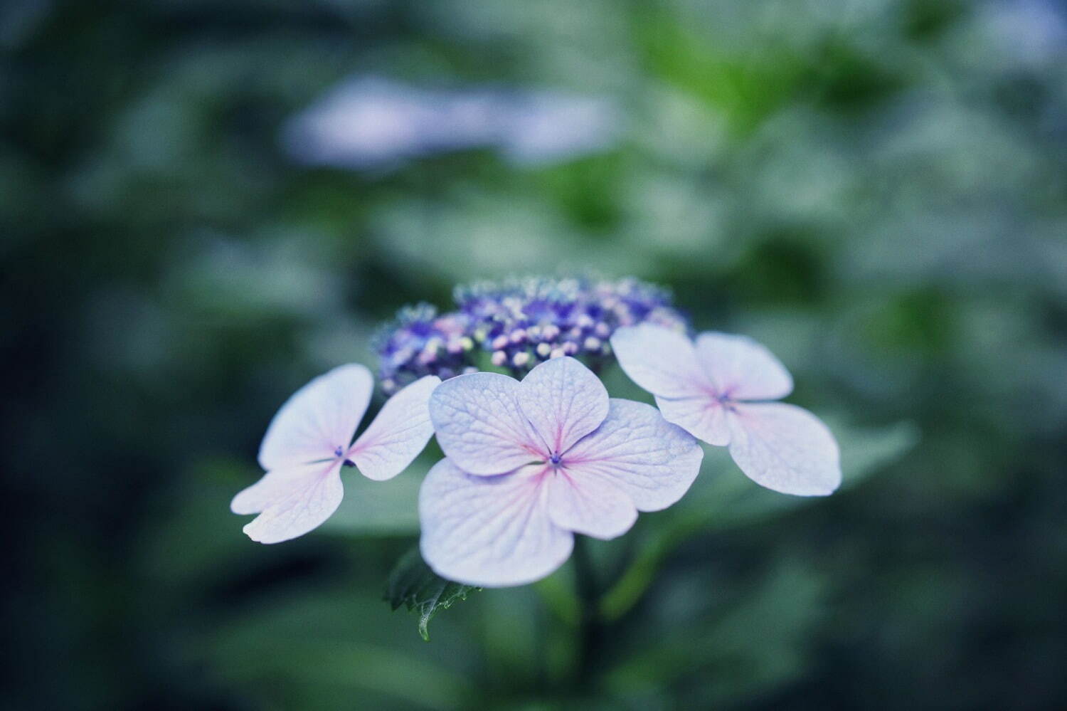 神戸布引ハーブ園「アジサイ」が見頃に、約1,500株の紫陽花が花咲く春のフラワーイベント｜写真9
