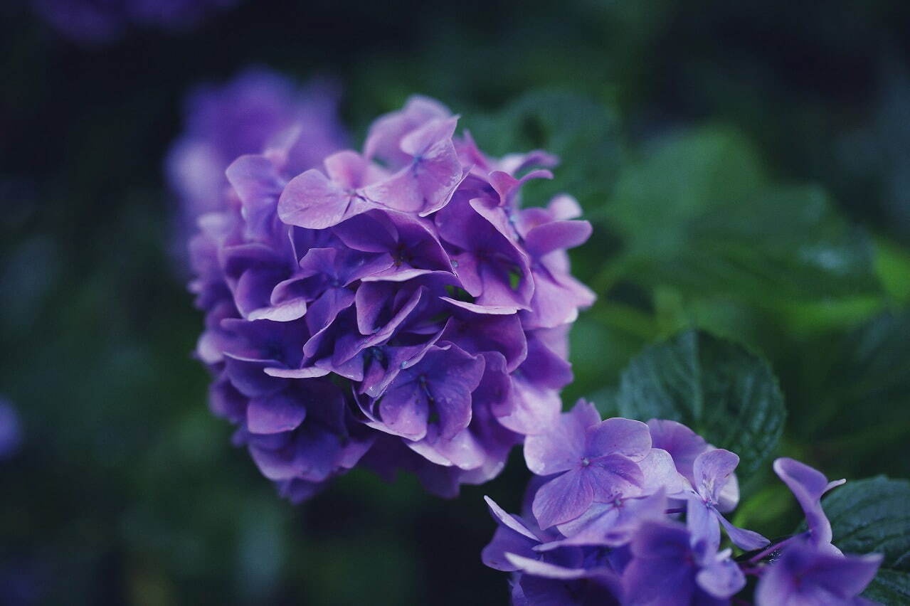 神戸布引ハーブ園「アジサイ」が見頃に、約1,500株の紫陽花が花咲く春のフラワーイベント｜写真14
