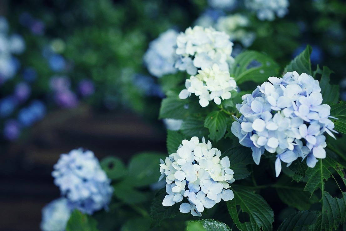 神戸布引ハーブ園／ロープウェイ「アジサイ」