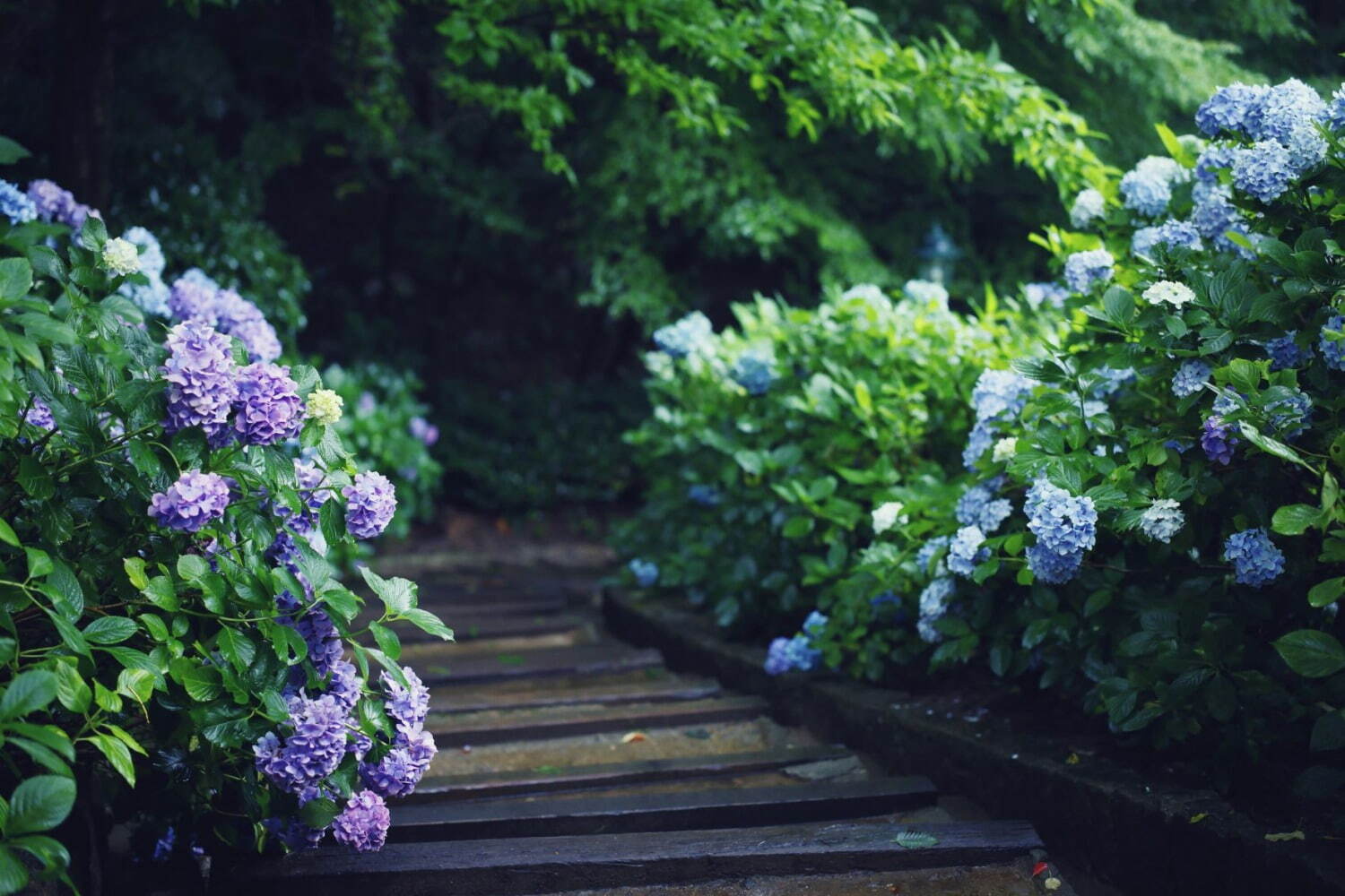 神戸布引ハーブ園「アジサイ」が見頃に、約1,500株の紫陽花が花咲く春のフラワーイベント｜写真10