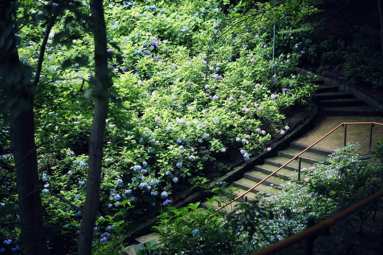 神戸布引ハーブ園「アジサイ」が見頃に、約1,500株の紫陽花が花咲く春のフラワーイベント｜写真2