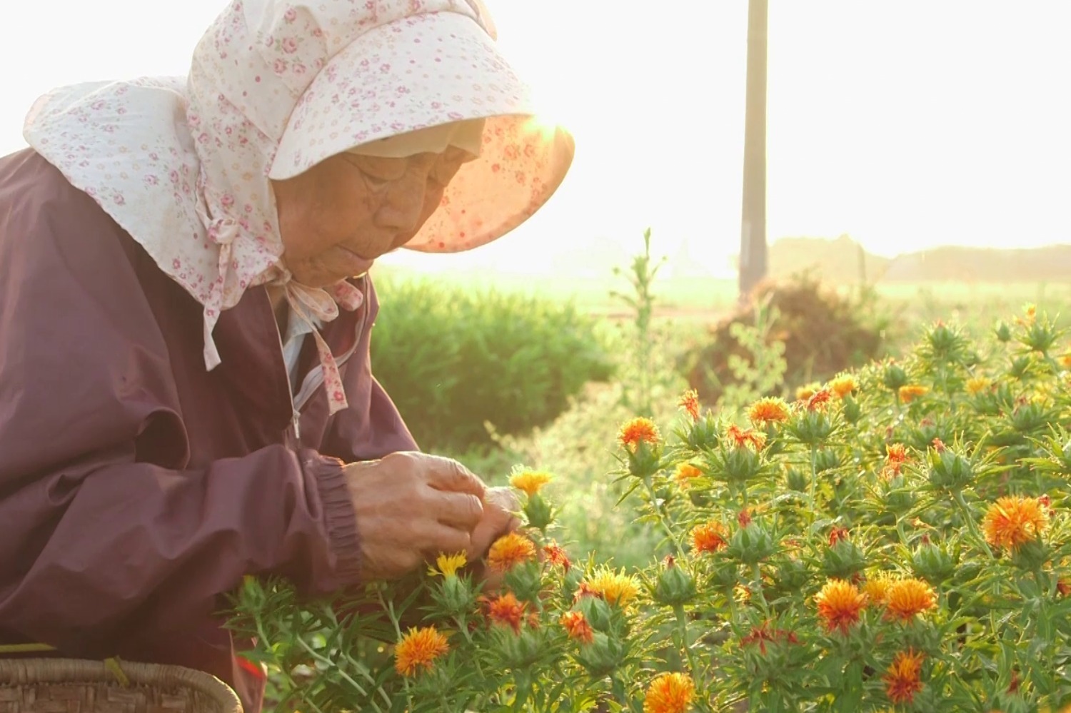 『紅花の守人 いのちを染める』