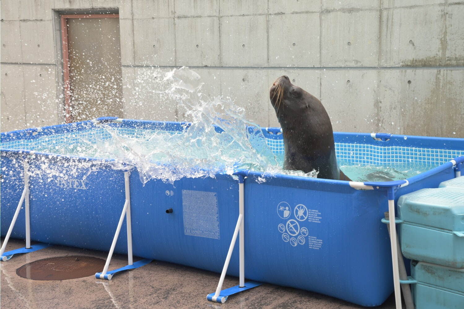 横浜・八景島シーパラダイス「サマースプラッシュフェス」ずぶ濡れスプラッシュ演出やイルカと泳ぐ特別体験｜写真2