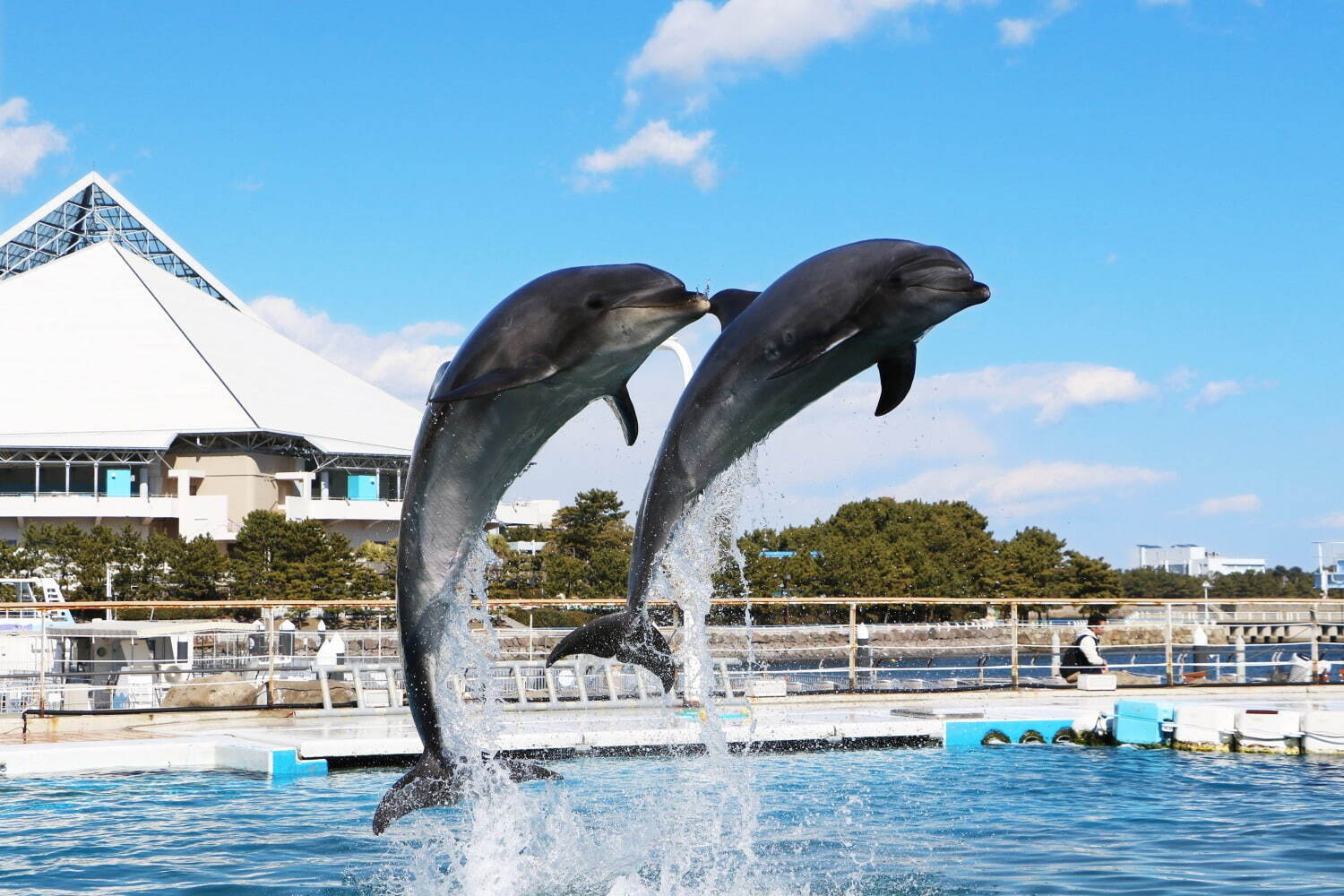 横浜・八景島シーパラダイス「サマースプラッシュフェス」ずぶ濡れスプラッシュ演出やイルカと泳ぐ特別体験｜写真7