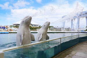 横浜・八景島シーパラダイス「サマースプラッシュフェス」ずぶ濡れスプラッシュ演出やイルカと泳ぐ特別体験