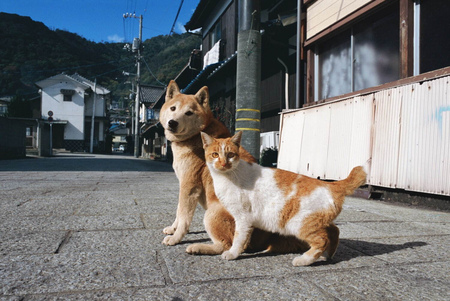 岩合光昭写真展 「ねこといぬ」千葉・パレット柏で、仲良しの"犬ねこ”コンビ＆日本の犬シリーズも｜写真11