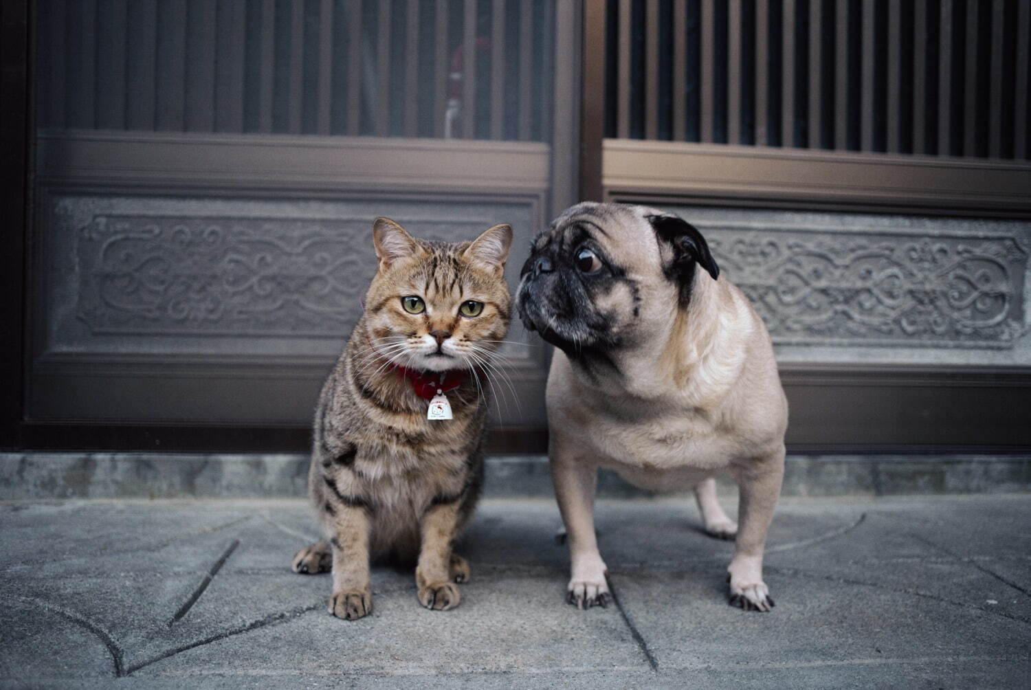 岩合光昭写真展 ねこといぬ 千葉 パレット柏で 仲良しの 犬ねこ コンビ 日本の犬シリーズも ファッションプレス