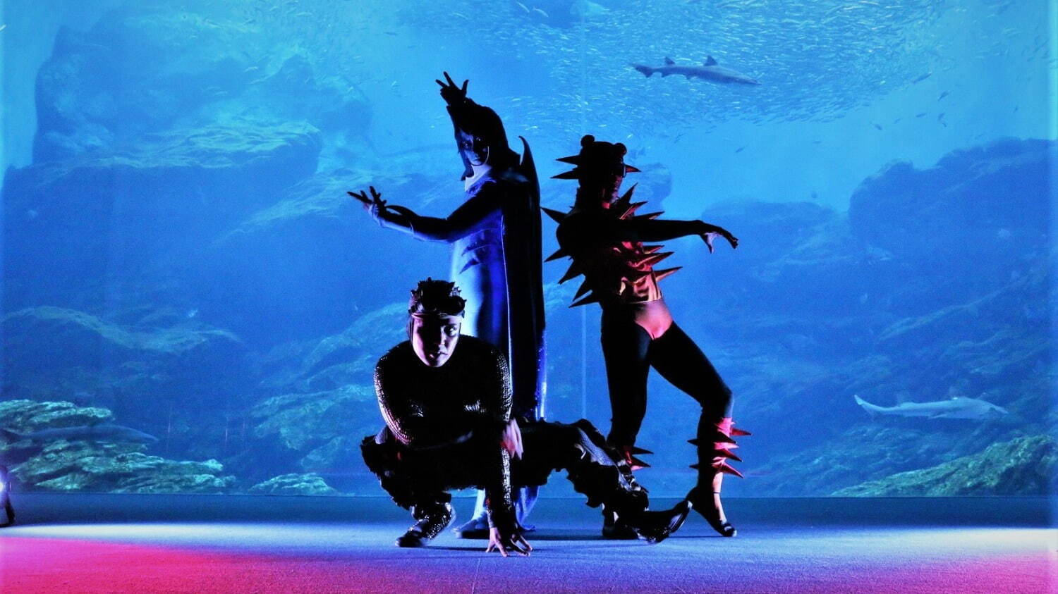 仙台うみの杜水族館のナイトアクアリウムシアター「シートピア」夜の水族館でイルカ×ダンス×光のショー｜写真2