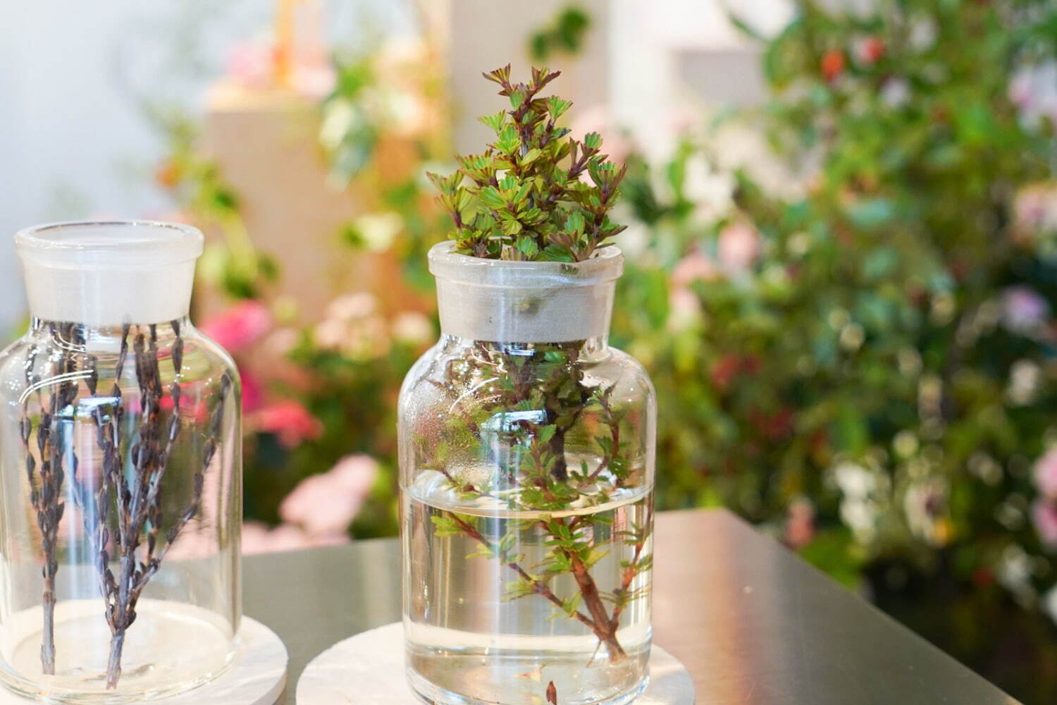 「復活草」
左)枯れたように見える状態、右)水を入れた数時間後に“復活”した状態
