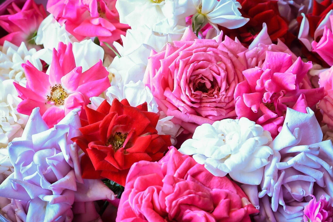 青山のクレープ専門店「イクアリー」優雅な香りの薔薇と旬の桃を頬張る限定クレープ｜写真5