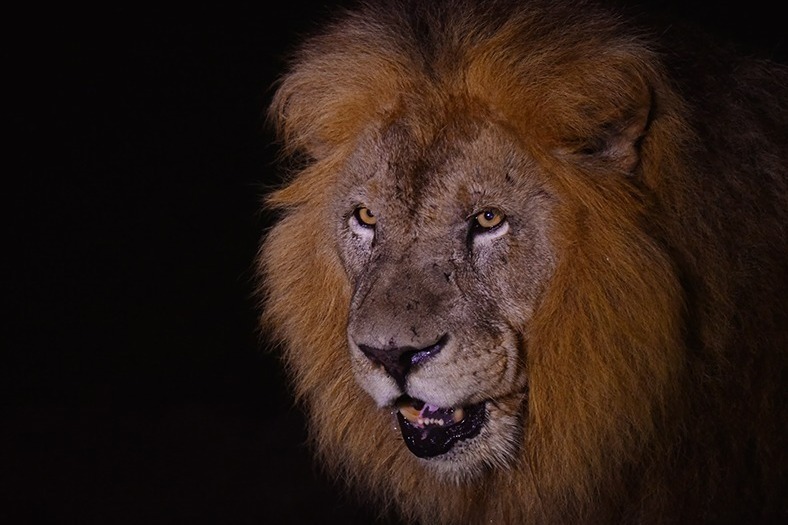 動物園｜和歌山・アドベンチャーワールドで夜間特別営業、夜の動物たちに迫るナイトサファリツアー