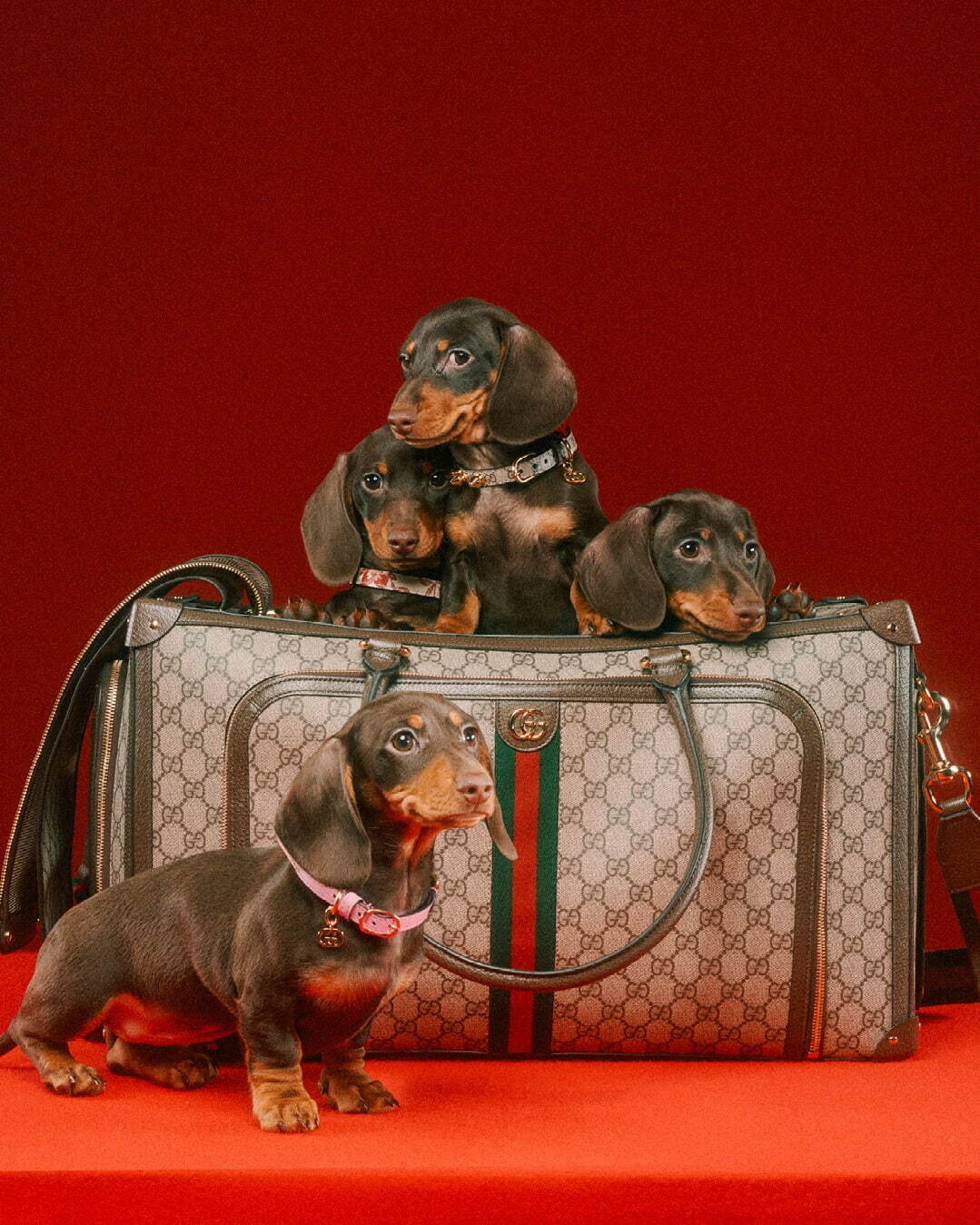 写真42/52｜グッチ初「ペットコレクション」誕生、“イチゴ