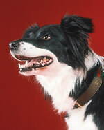 グッチ(GUCCI) ペットコレクション｜写真27