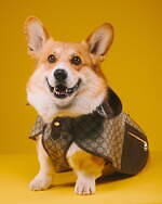 グッチ(GUCCI) ペットコレクション｜写真7