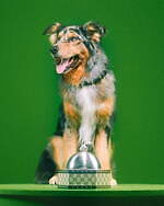 グッチ(GUCCI) ペットコレクション｜写真29