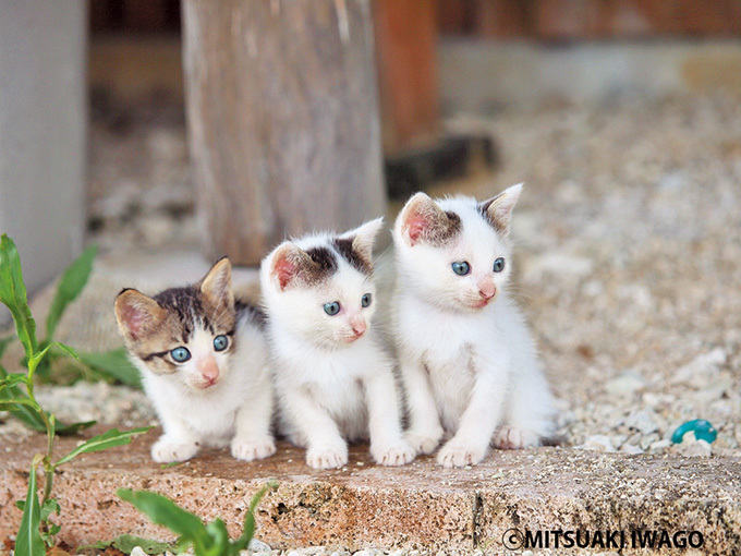 世界のネコの今日 岩合光昭の写真展 ねこ歩き 静岡 広島 青森に巡回 ファッションプレス