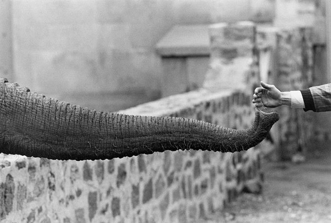 ゲイリー・ウィノグランド写真集　「The Animals」 The Animals First Edition GARRY WINOGRAND ゲイリー・ウィノ