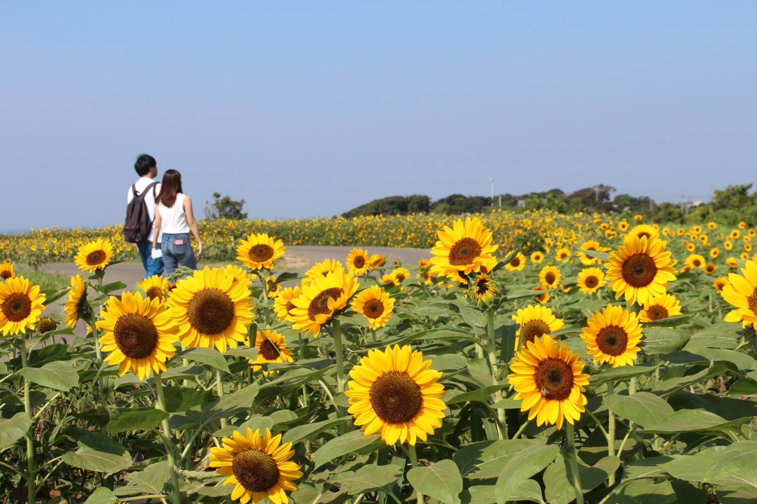 横須賀・ソレイユの丘で「ヒマワリフェスタ」約20万本のヒマワリが開花、自然の絵画鑑賞や限定グルメも｜写真5
