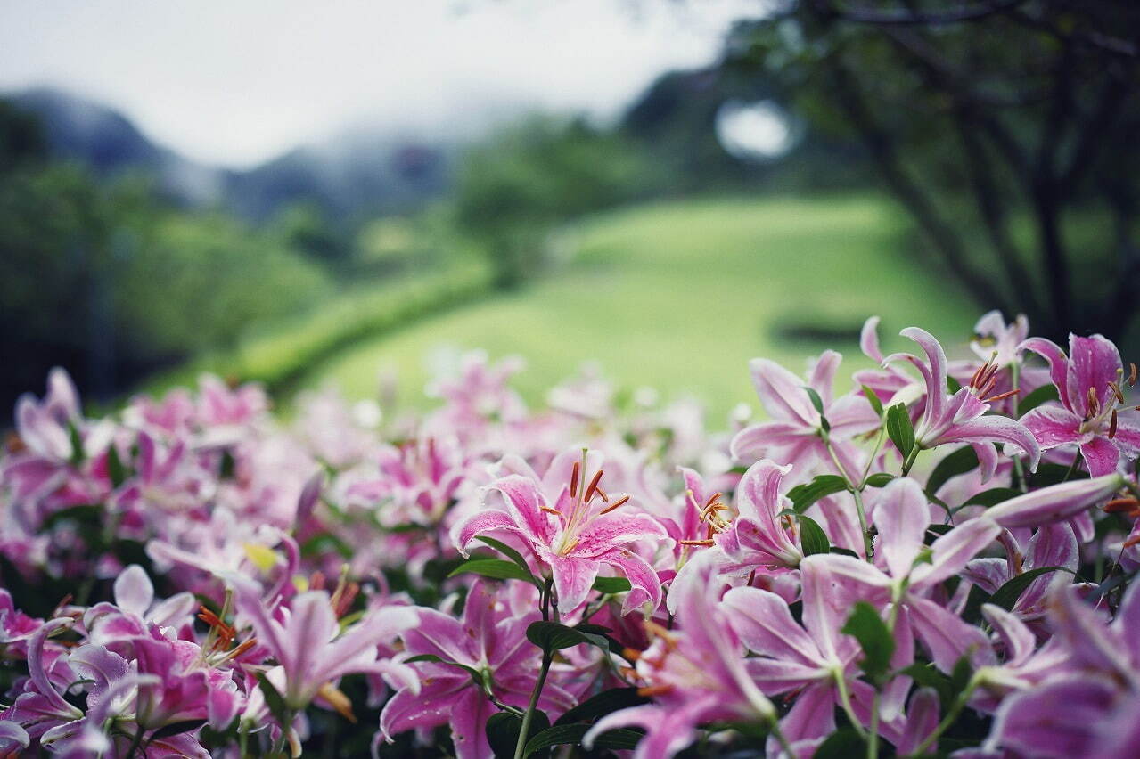 神戸布引ハーブ園「ユリ」が見頃に、約1万球のユリが花咲く爽やかな香りのフラワーイベント｜写真3