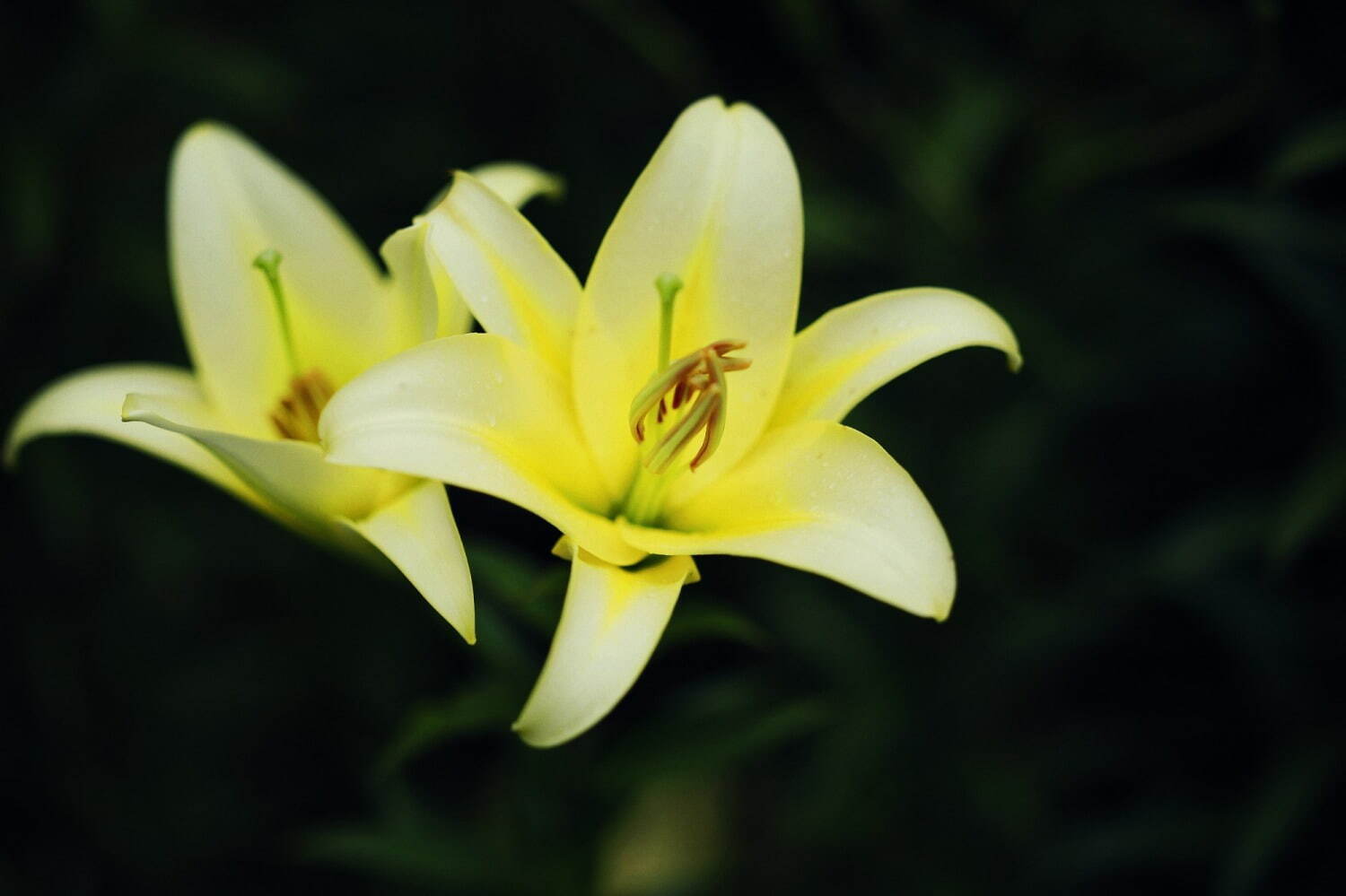 神戸布引ハーブ園「ユリ」が見頃に、約1万球のユリが花咲く爽やかな香りのフラワーイベント｜写真2