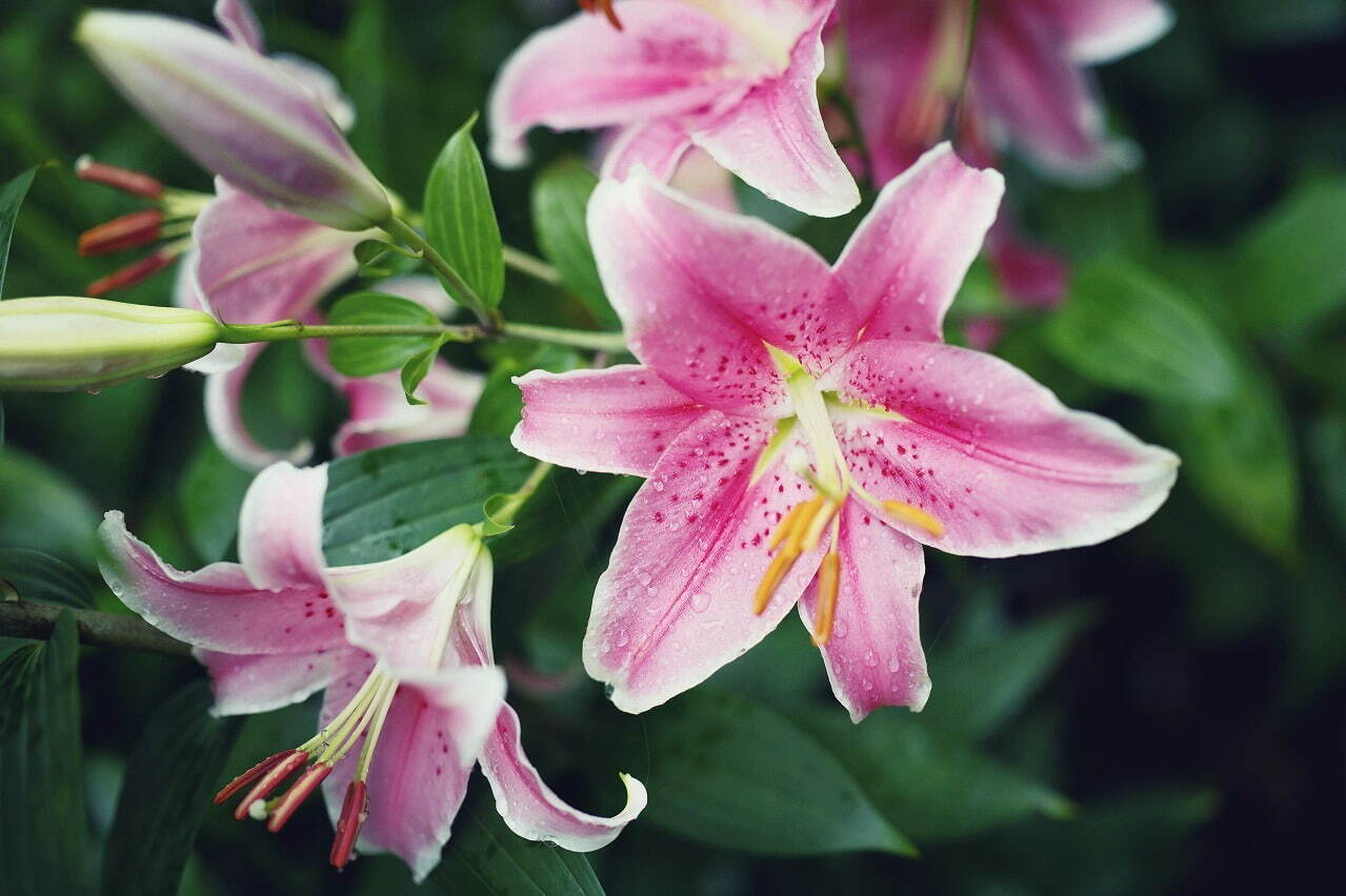 神戸布引ハーブ園「ユリ」が見頃に、約1万球のユリが花咲く爽やかな香りのフラワーイベント｜写真5