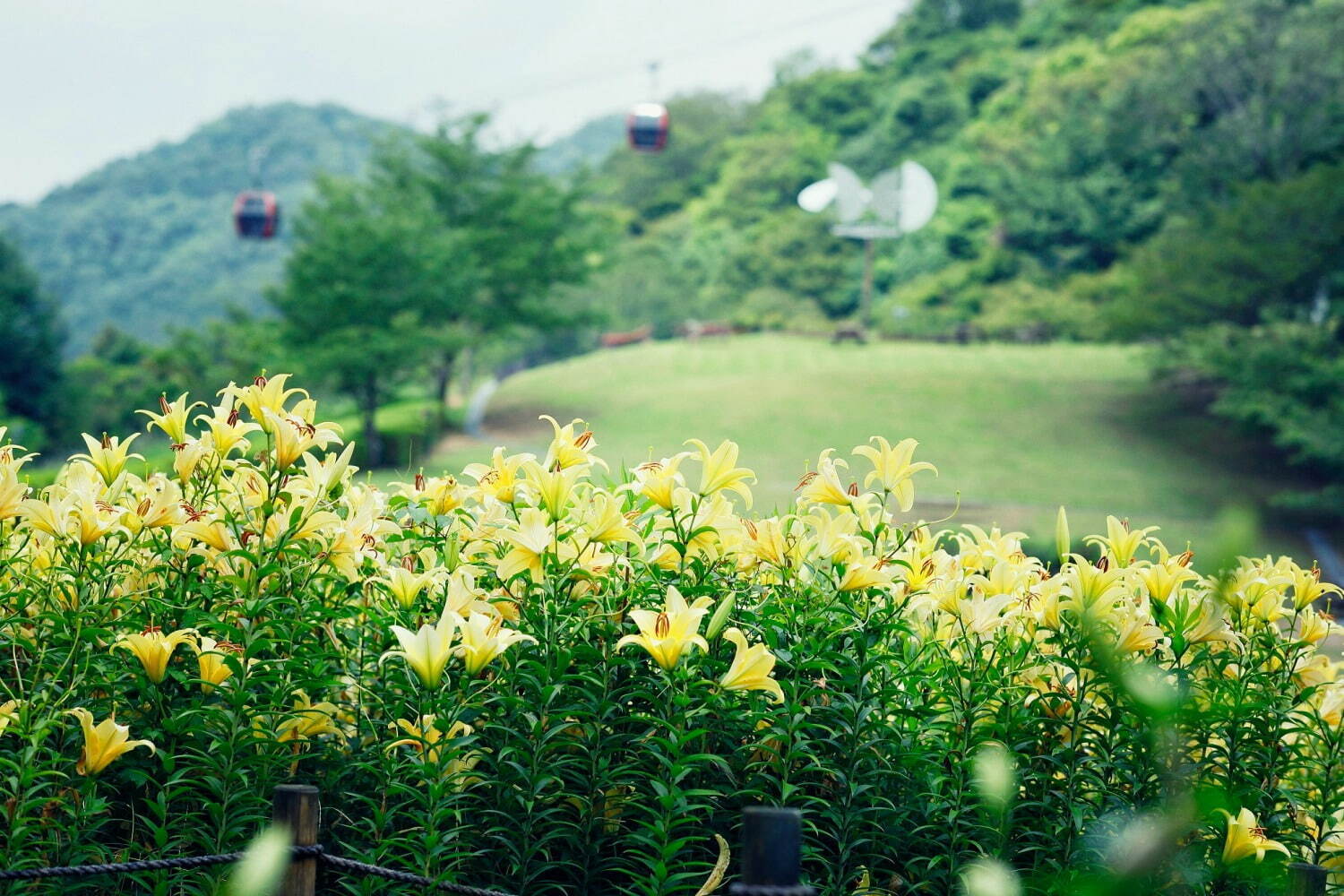 神戸布引ハーブ園「ユリ」が見頃に、約1万球のユリが花咲く爽やかな香りのフラワーイベント｜写真1
