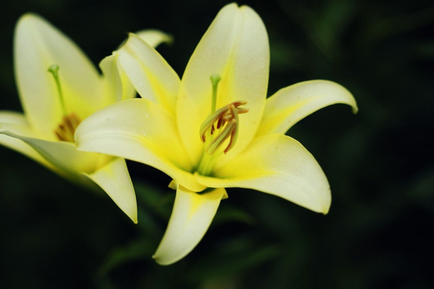 神戸布引ハーブ園／ロープウェイ「ユリ」