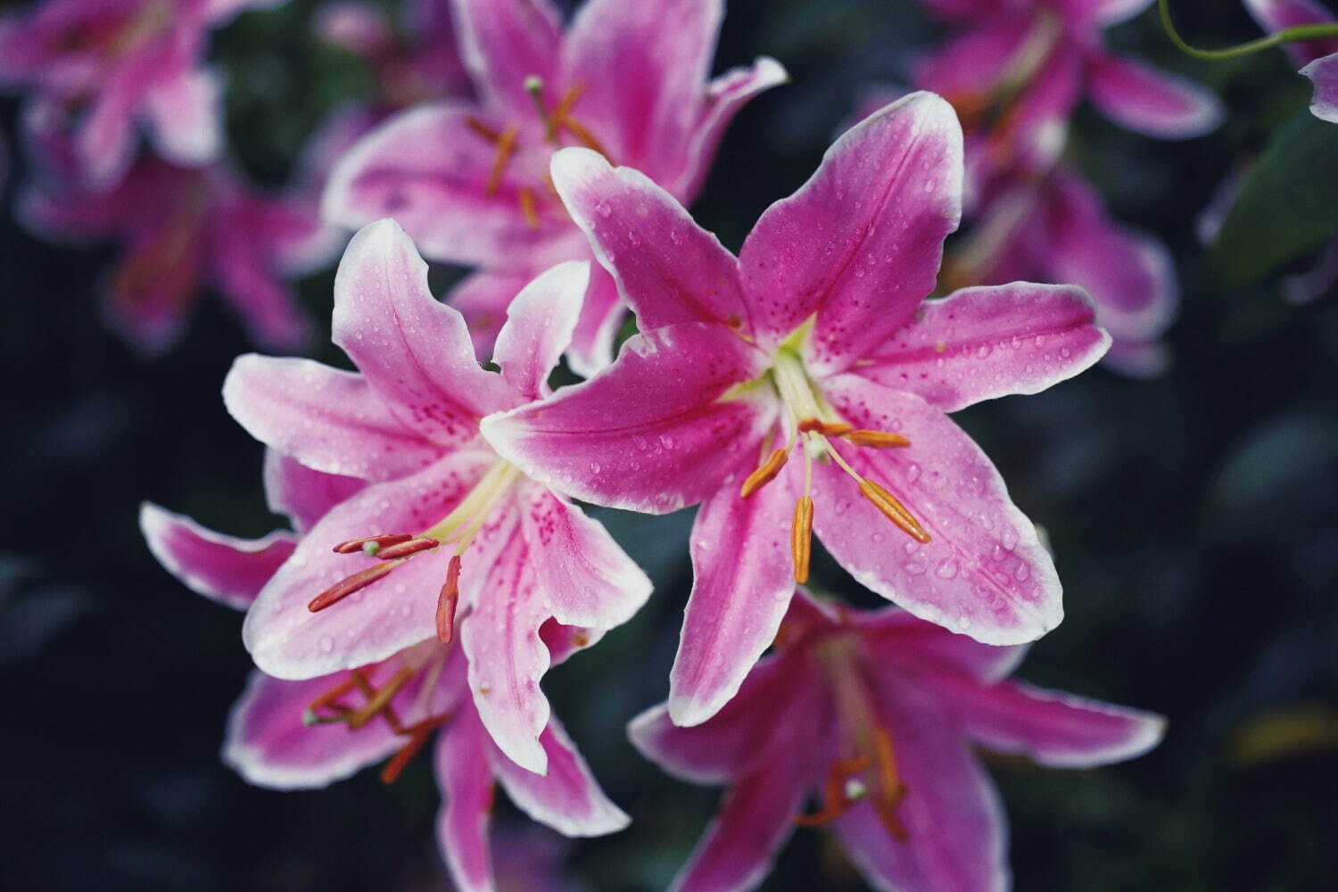 神戸布引ハーブ園「ユリ」が見頃に、約1万球のユリが花咲く爽やかな香りのフラワーイベント｜写真4