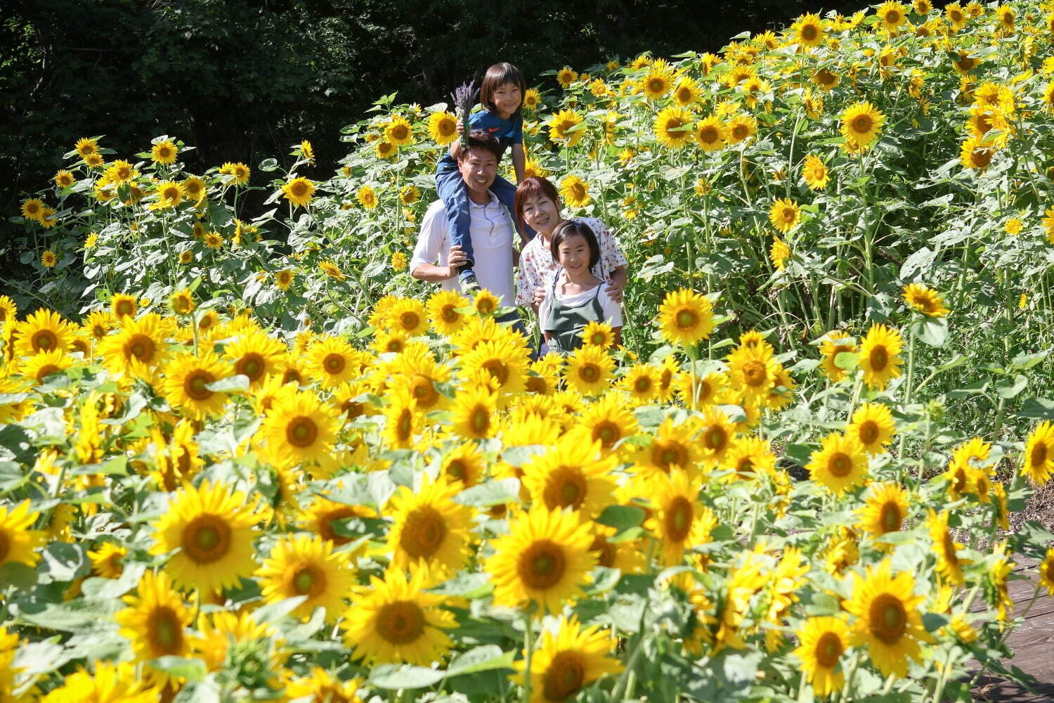“関東最大級”約5万株のラベンダーが咲く「たんばらラベンダーパーク」群馬有数の避暑スポット｜写真13