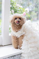 「犬用オーダーメイドドレス」が南青山・人気ドレスサロンから、花嫁と同じ高級生地＆ロングスカートで｜写真6