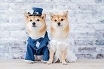 「犬用オーダーメイドドレス」が南青山・人気ドレスサロンから、花嫁と同じ高級生地＆ロングスカートで｜写真2