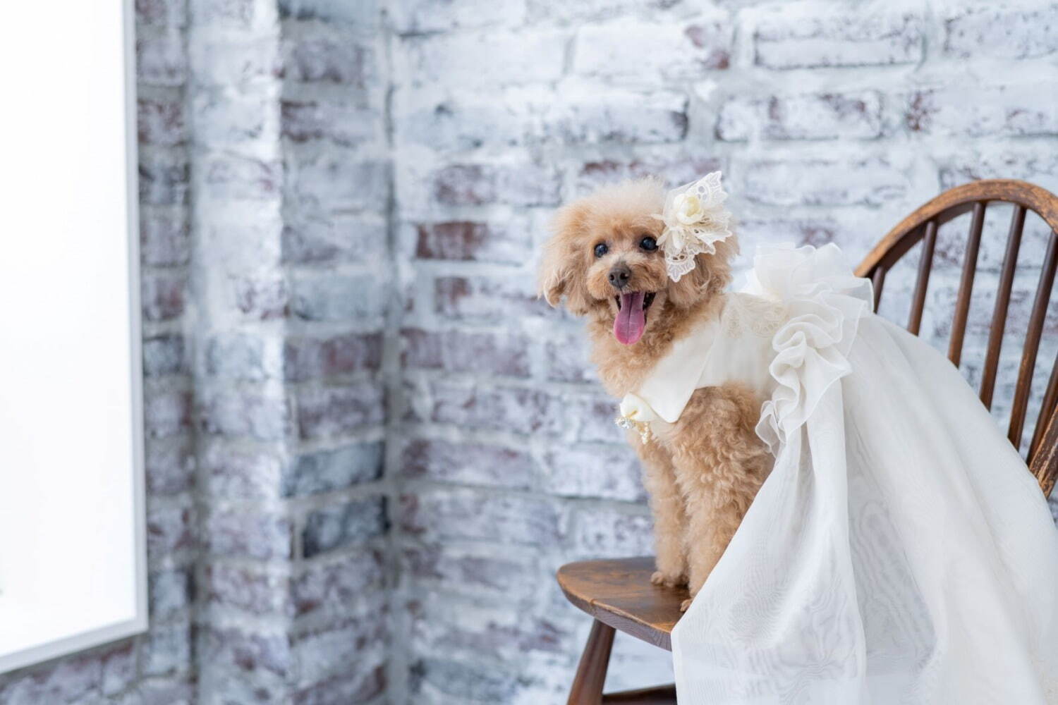 犬用オーダーメイドドレス」が南青山・人気ドレスサロンから、花嫁と