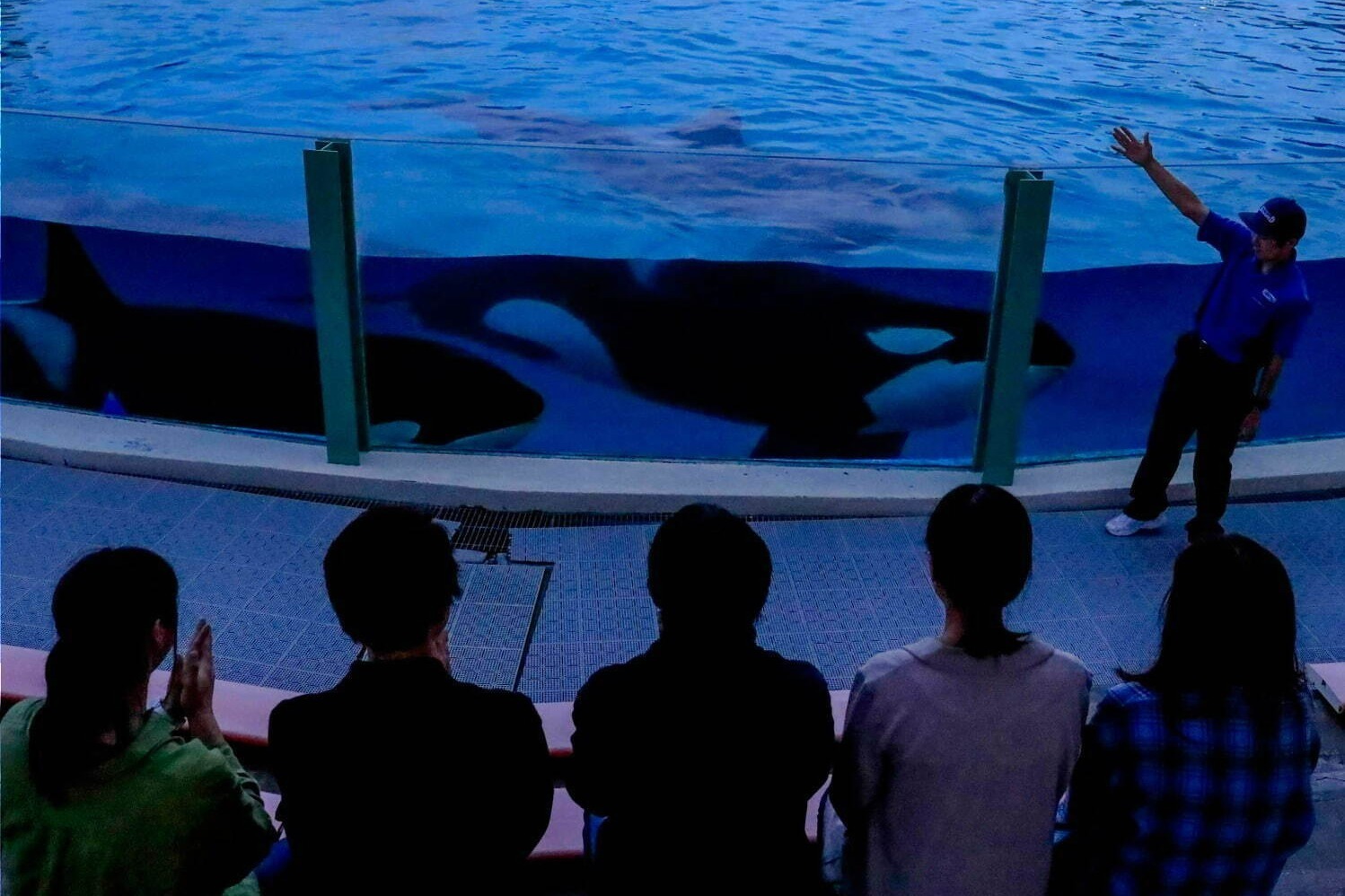 水族館｜鴨川シーワールド「水族館探検プラン」裏方見学＆海の動物たちの“寝姿”観察、夜の水族館を貸し切りに