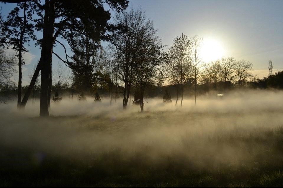 庭園｜“霧のアーティスト”中谷芙二子、人工霧の作品「霧の彫刻」姫路市立美術館で - 庭園に織りなす霧の光景