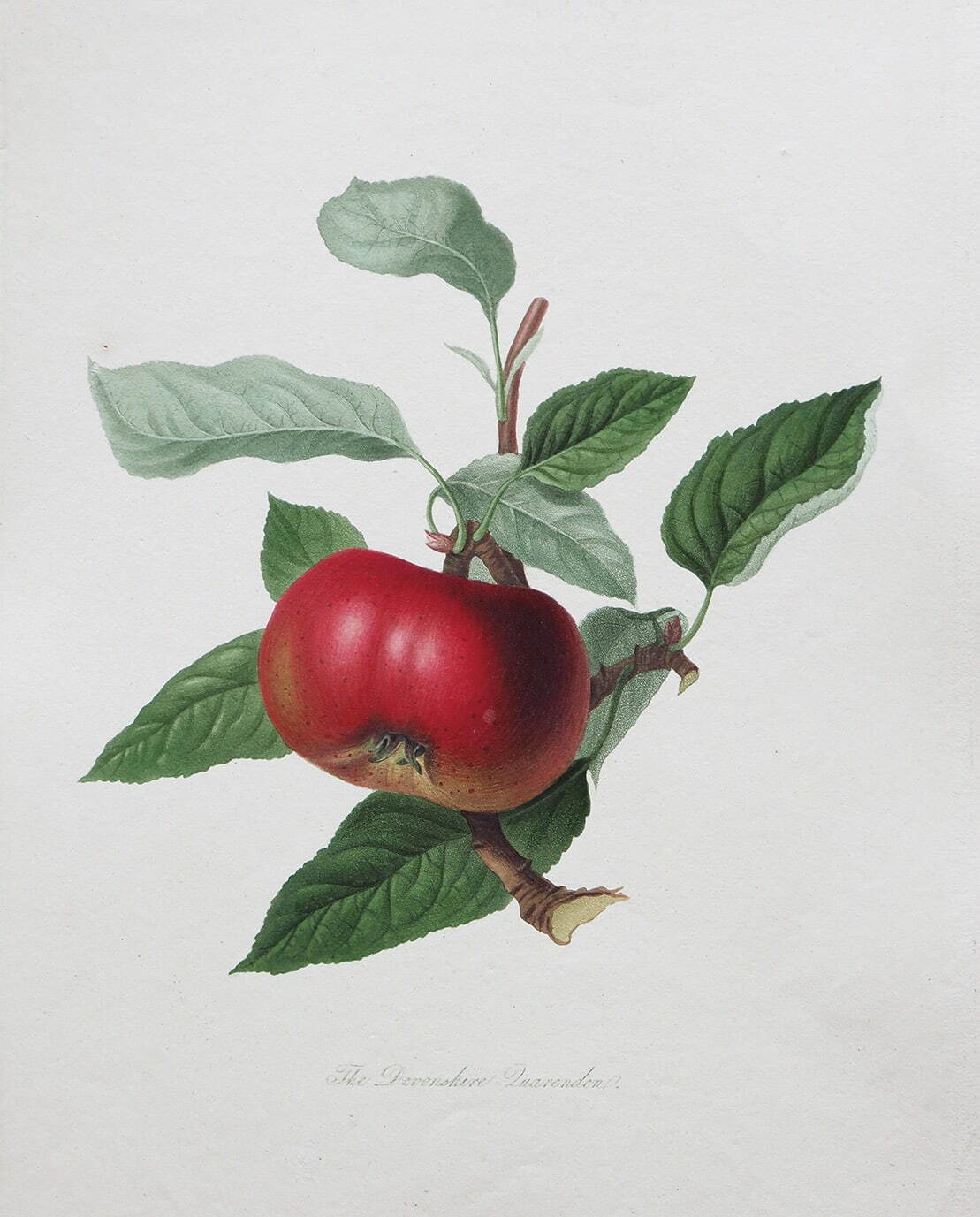 ウィリアム・フッカー《リンゴ「デヴォンシャー・カレンデン」》1818年
Photo Michael Whiteway